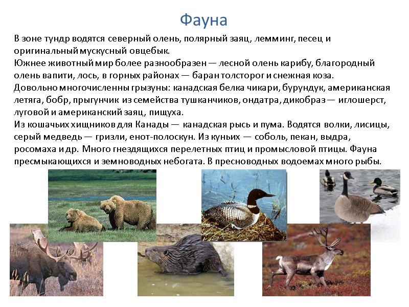 Фауна В зоне тундр водятся северный олень, полярный заяц, лемминг, песец и оригинальный Фауна В зоне тундр водятся северный олень, полярный заяц, лемминг, песец и оригинальный